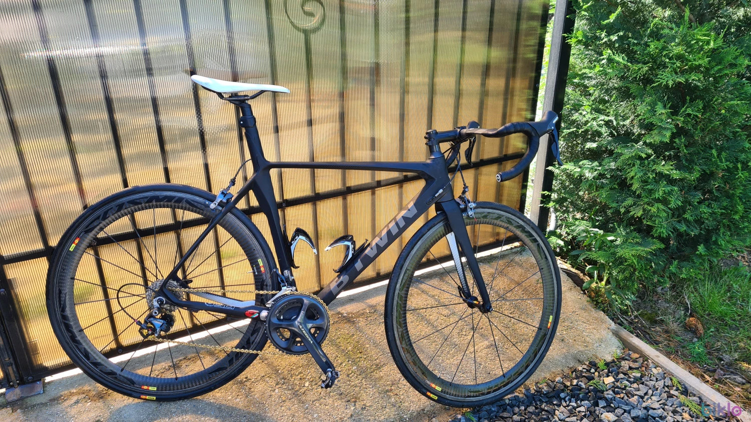 1. Cursiera carbon