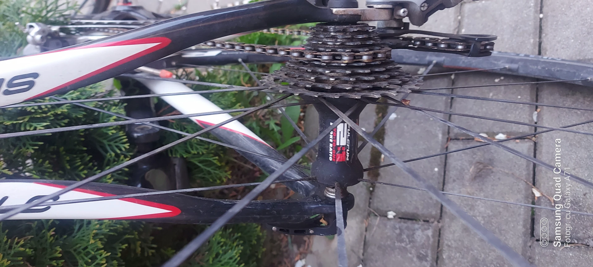 1. Cursiera carbon Siga