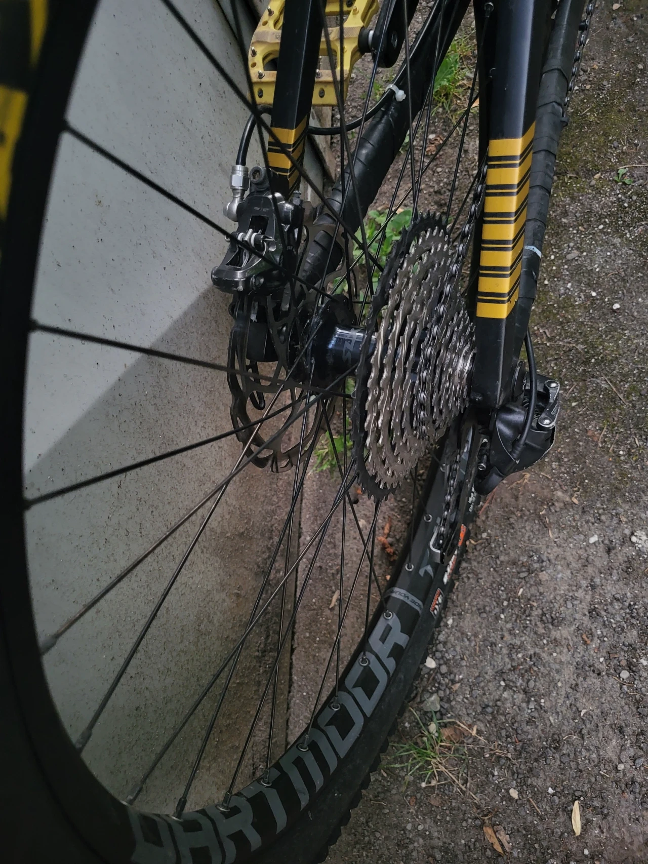 1. Mandrake foxy xr