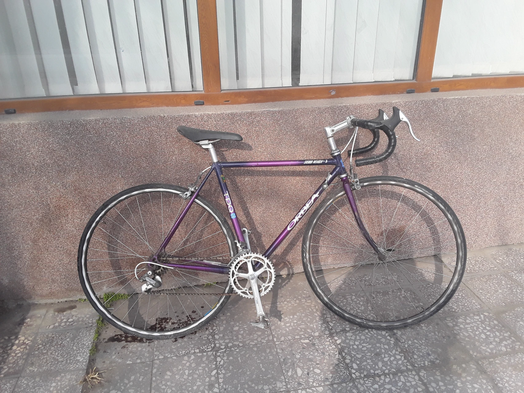 7. Cursiera orbea/reynolds