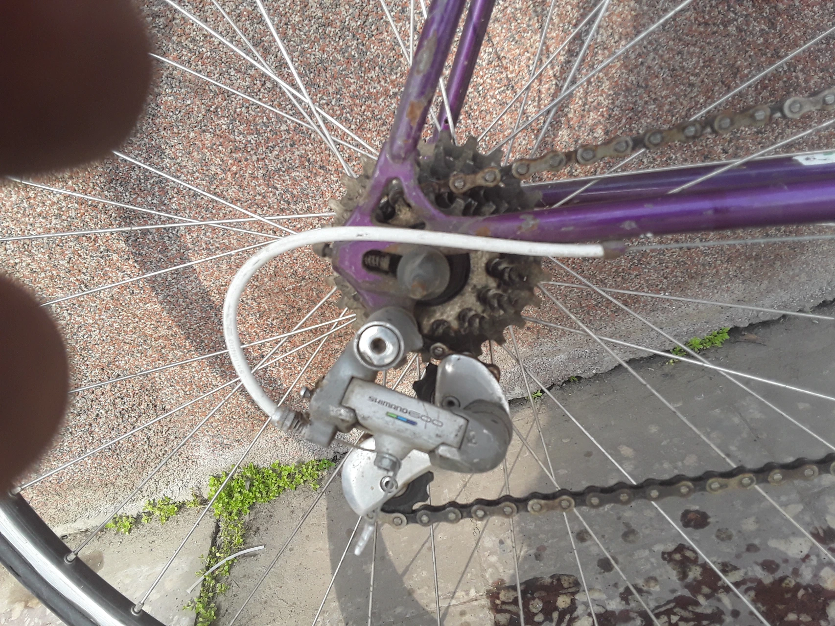 6. Cursiera orbea/reynolds