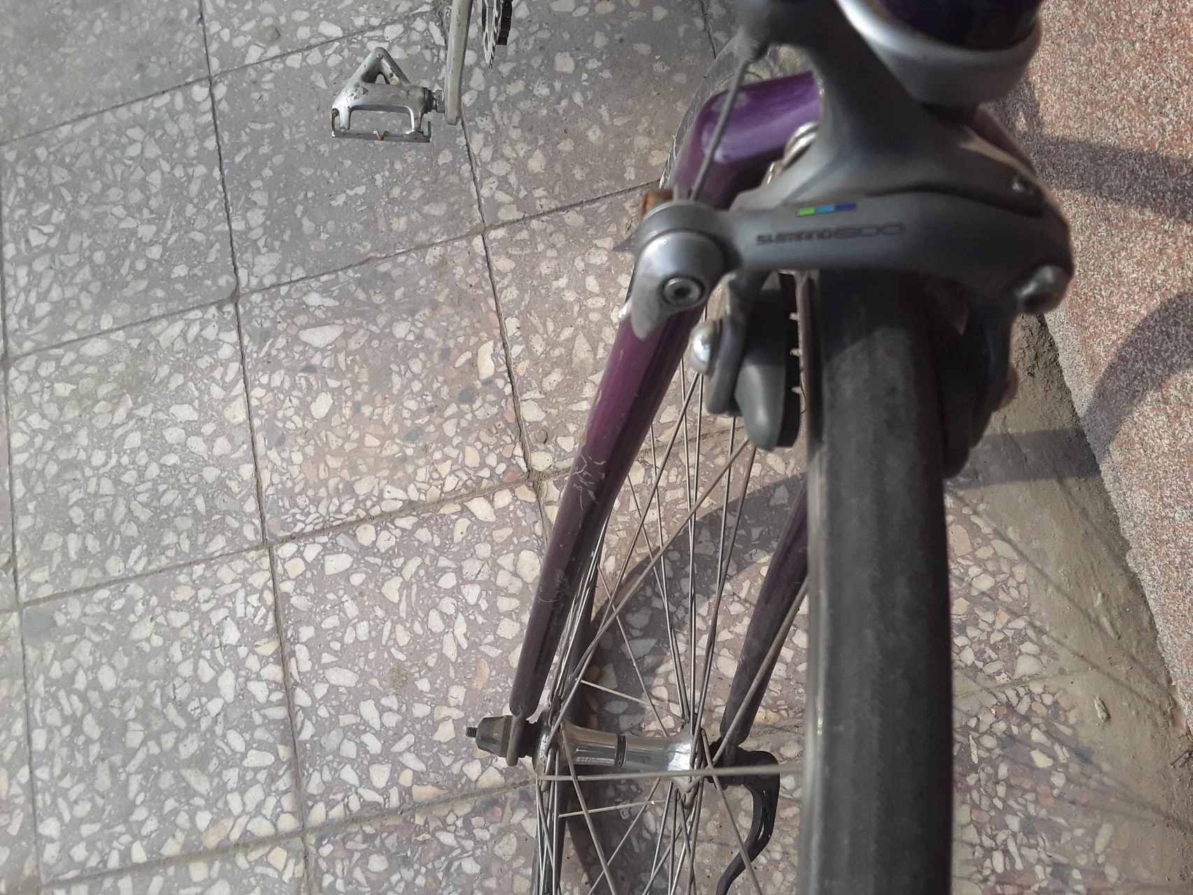 4. Cursiera orbea/reynolds