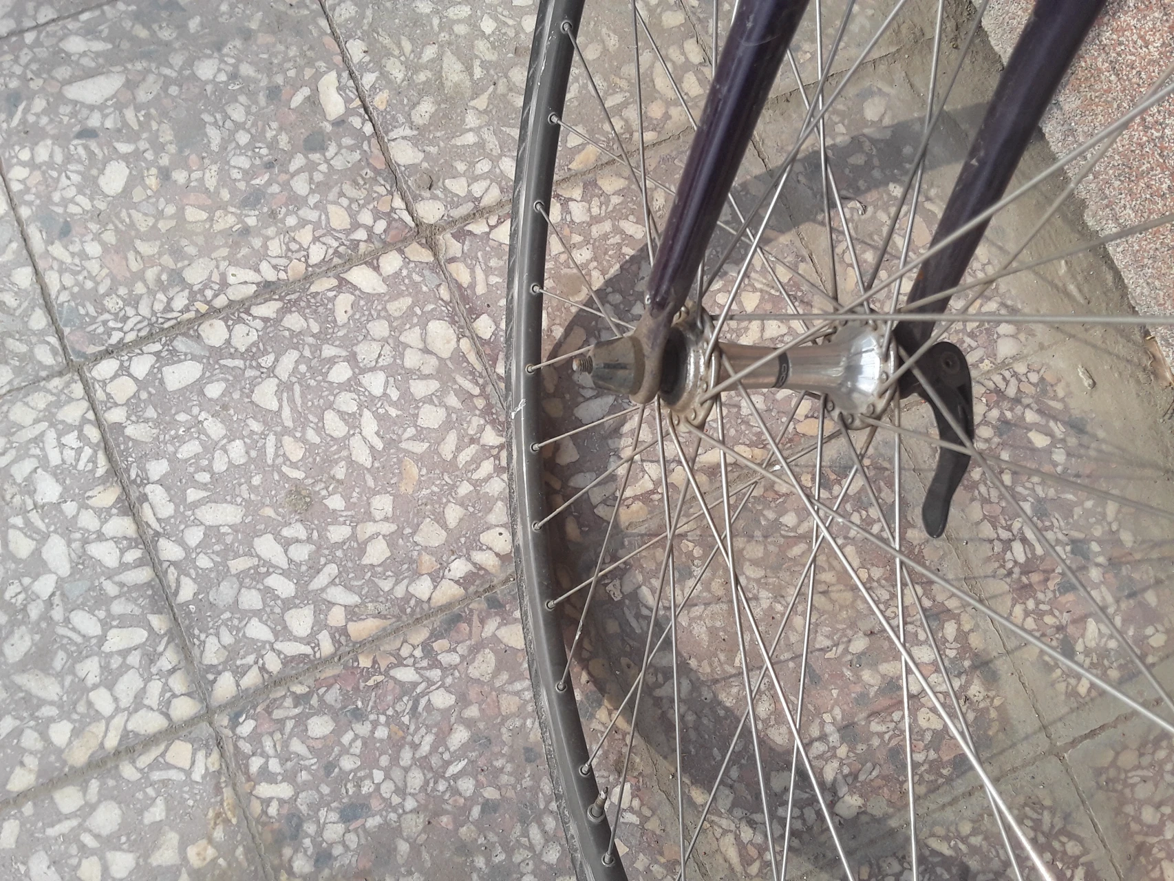 3. Cursiera orbea/reynolds