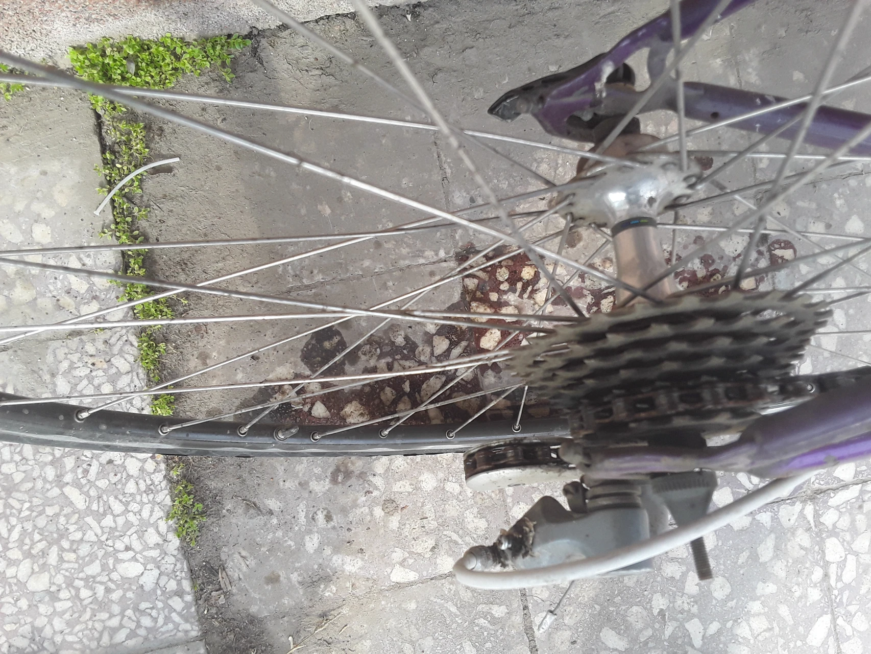 2. Cursiera orbea/reynolds