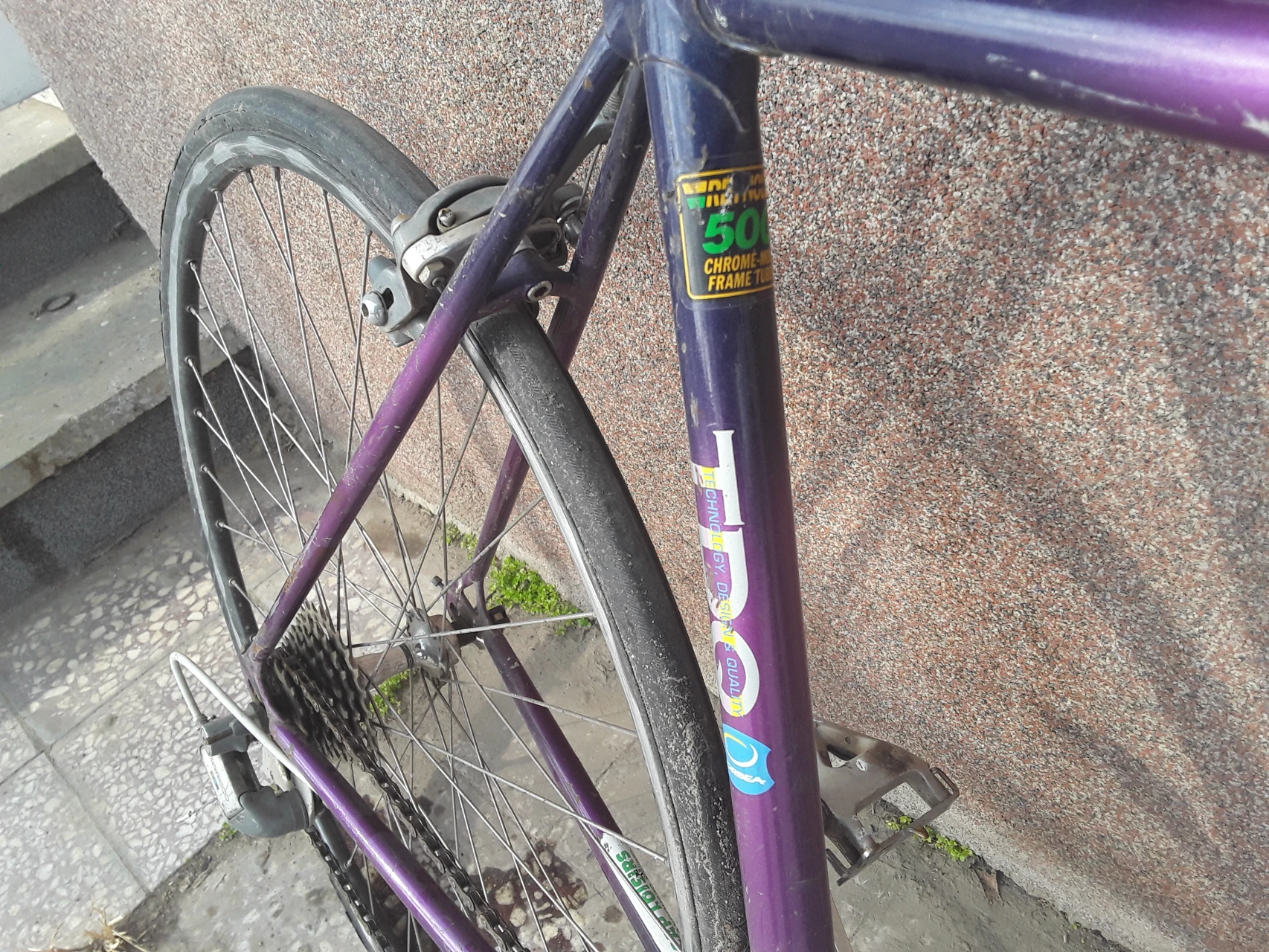 1. Cursiera orbea/reynolds