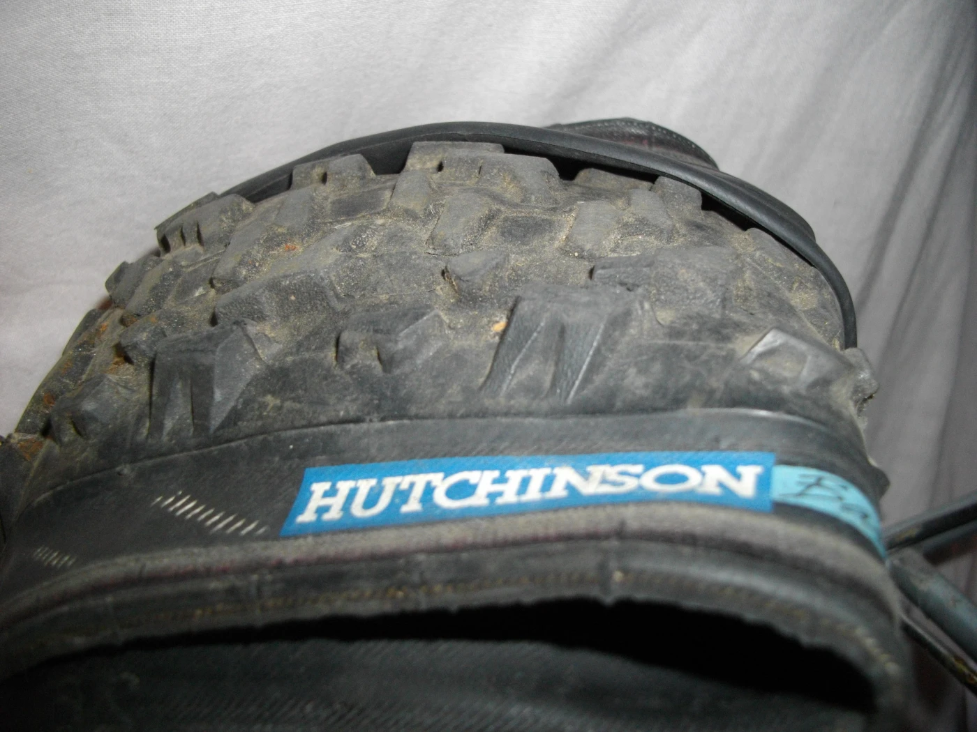 1. Un Hutchinson cameleon, 26inch