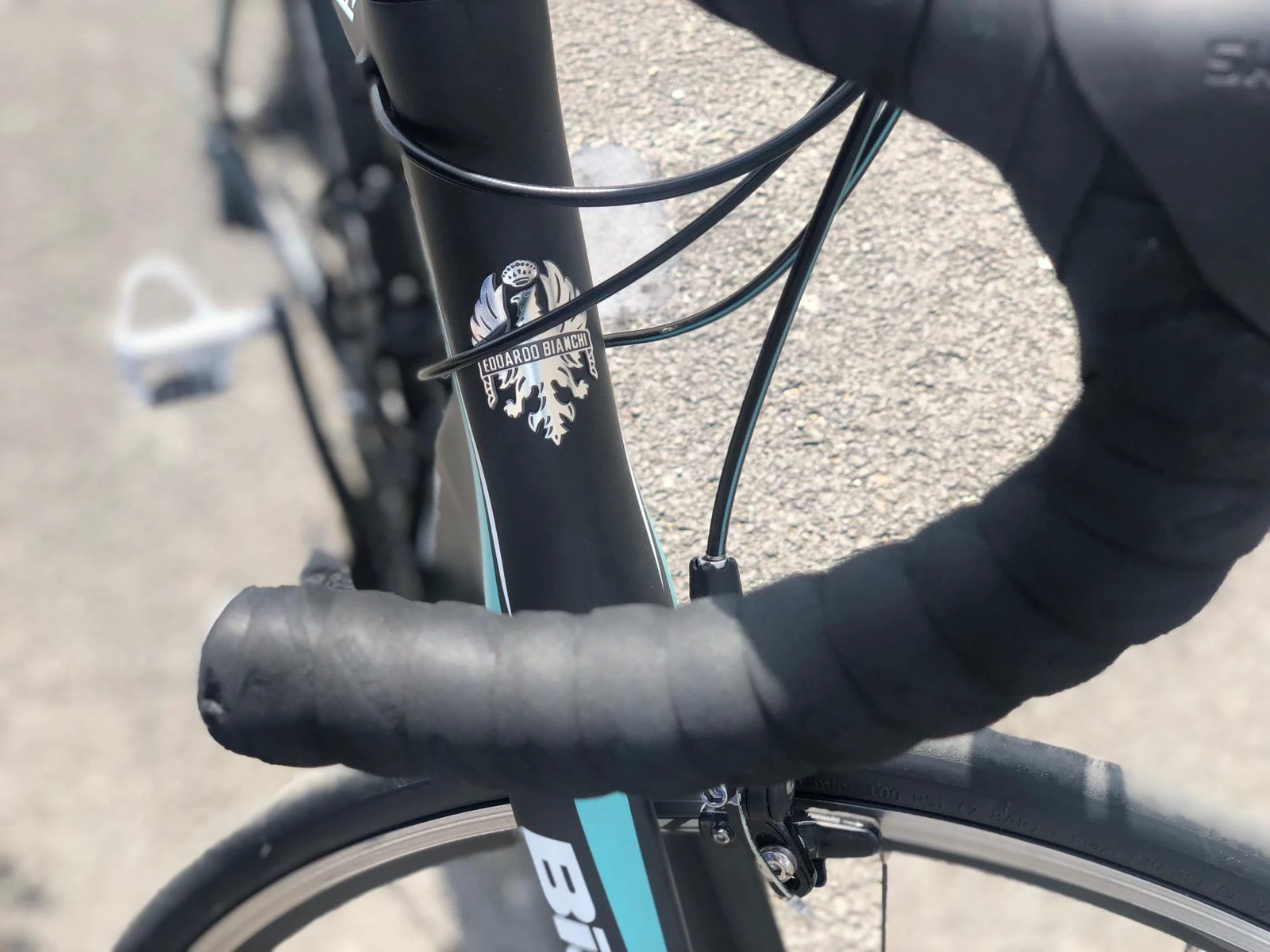 1. Bianchi intrepida