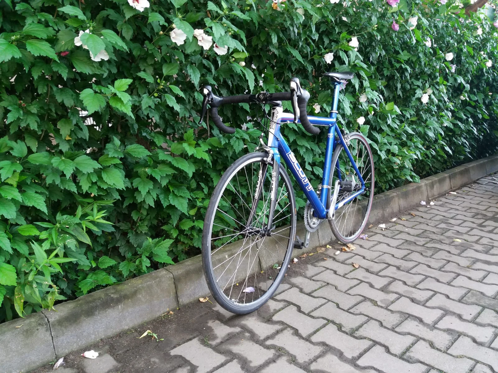 4. Vand Cursiera Scott Speedster S40