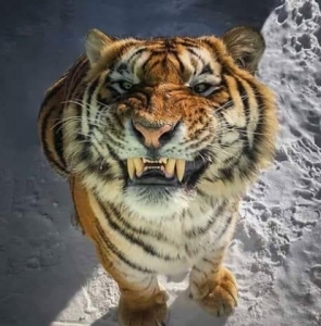 Dan Nad