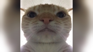 Dav1d Rad