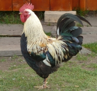 Laszlo Tamas