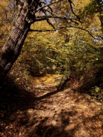 Dragos Ilie